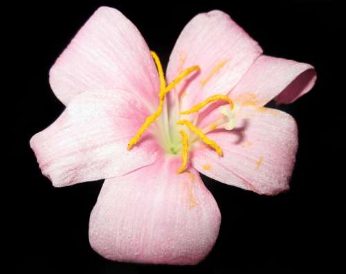 Flower Flora Flowers Nature Leaves Petals Rose