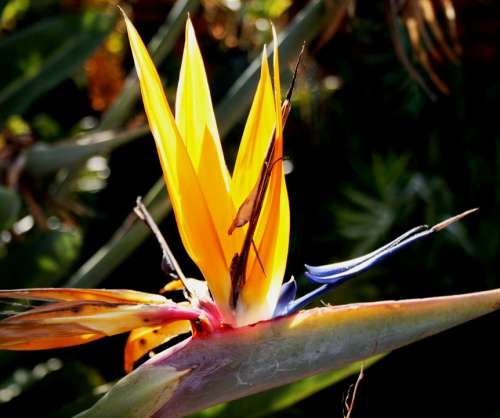 Flower Formal Orange Blue White Bird Paradise