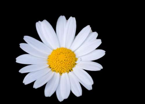 Flower Daisy White Floral Black Background Macro