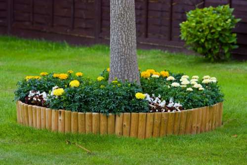 Flower Flowers Garden Tree Nature Green Grass