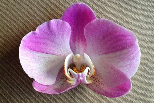 Flower Purple Orchid Close Up Beauty
