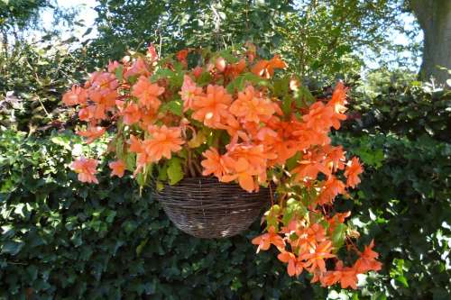 Flower Orange Nature Garden Hanging