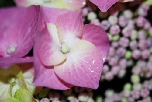 Flower Pink Rose Drops Plant Nature Lilac White