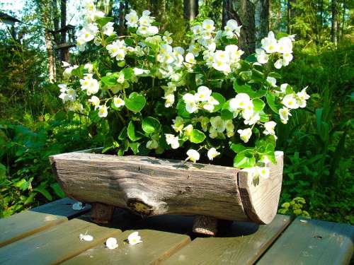 Flower White Plant Garden Pot Wooden