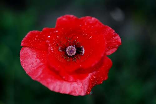 Flower Nature Macro Poppy Red Blossom