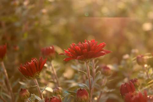 Flower Sun Rays Red Distinction