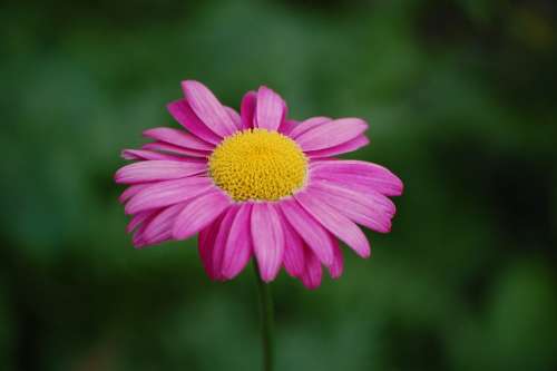 Blossom Bloom Purple Violet Pink Flower Plant