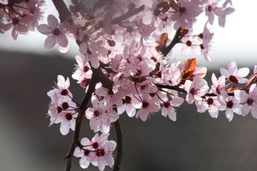 Flower Tree Cherry