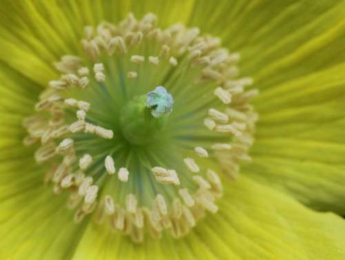 Blossom Bloom Macro Garden Flowers Plant Flower