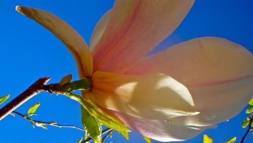 Flower Magnolia Blue Summer