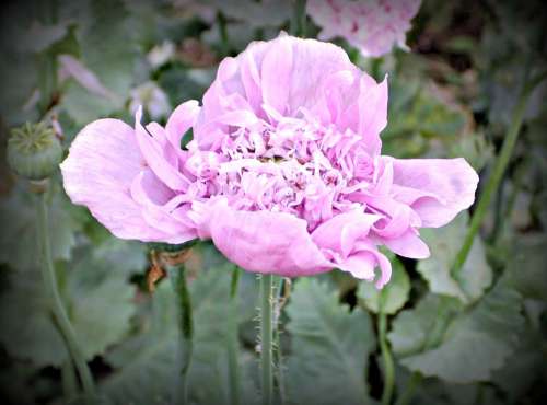 Flower Poppy Pink