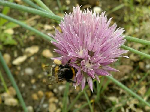 Flower Onion Bumblebee