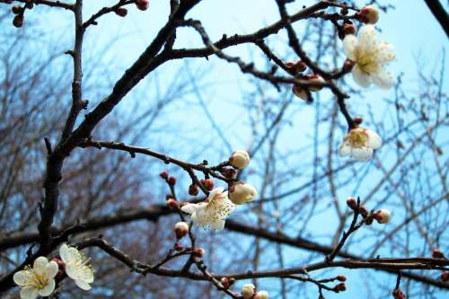 Flower Sakura Cherry Blossoms White Bloom Branch