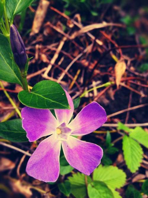 Flower Nature Garden Lilac