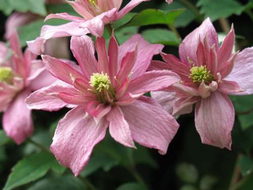 Flower Pink Clematis Montana Clematis Montana