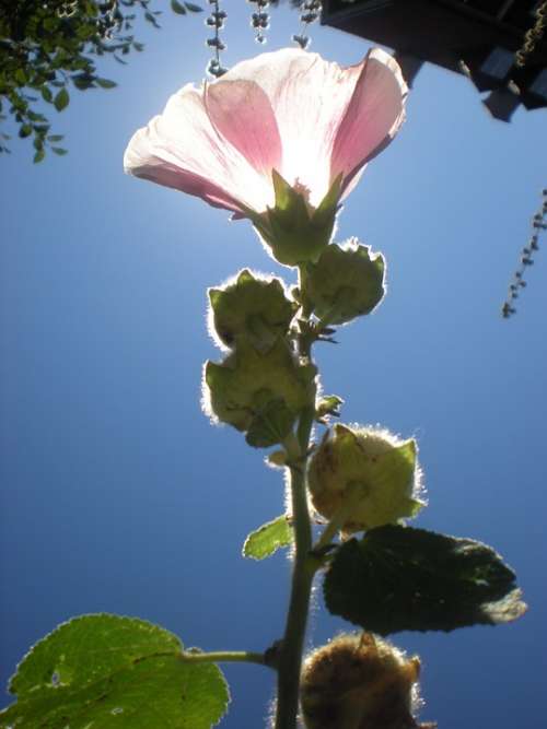 Flower Pink Solar Summer