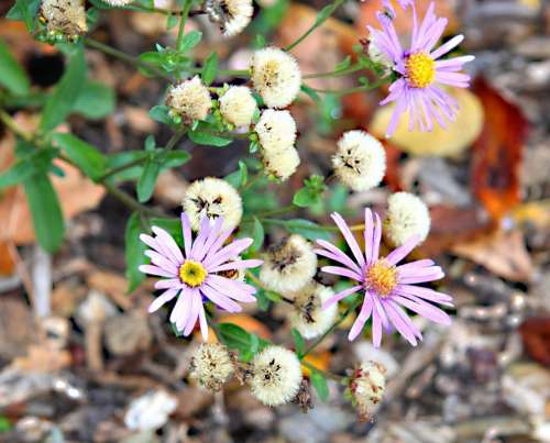 Flower Plant Violet Spring Flowers Bloom