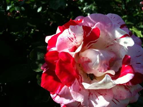 Flower Rose Pink White Red Plant Nature