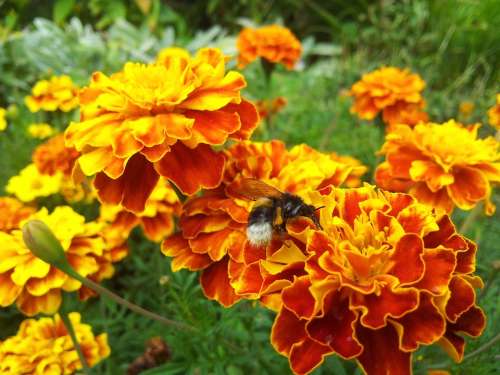 Flower Nature Yellow Bee Garden Insect Afrikaner