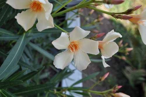 Flower Plant Close Up White Yellow Nectar Garden