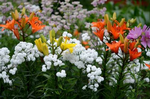 Flower Nature Macro Red Yellow White Purple