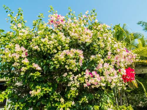 Blossom Bloom Flower Flowering Shrub Colorful