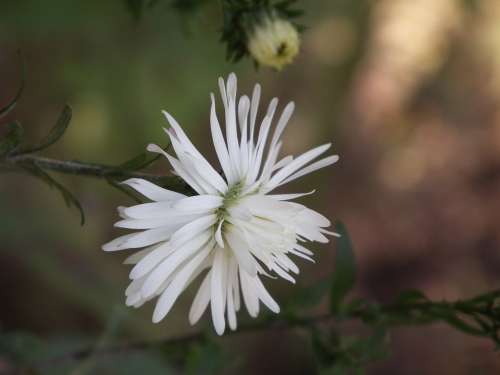 Flower Chrysanthemum White Summer Flowers