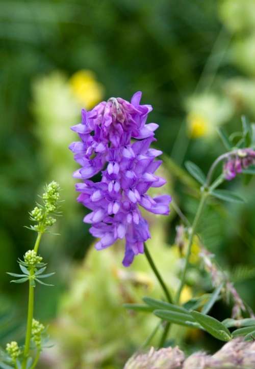 Blossom Bloom Blue Mountain Flower Purple Violet