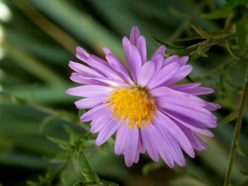 Flower Chrysanthemum Purple Beautiful Flower