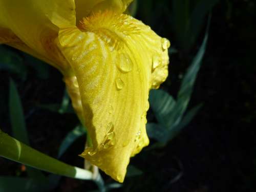 Flower Macro Yellow Iris Dew Drop Garden
