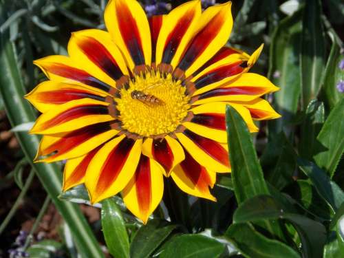 Flower Insect Hoverfly Summer Nature