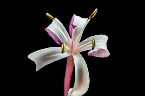 Blossom Bloom Flower Lady Sansai Close Up