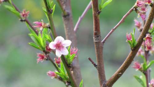 Flower Tree Spring Sprig Peach Hot Pink