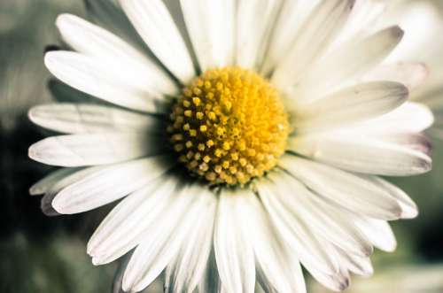 Flower Flowers Daisy Pollen Macro The Petals