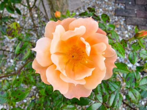 Flower Orange Rose Blossom Nature Flowers