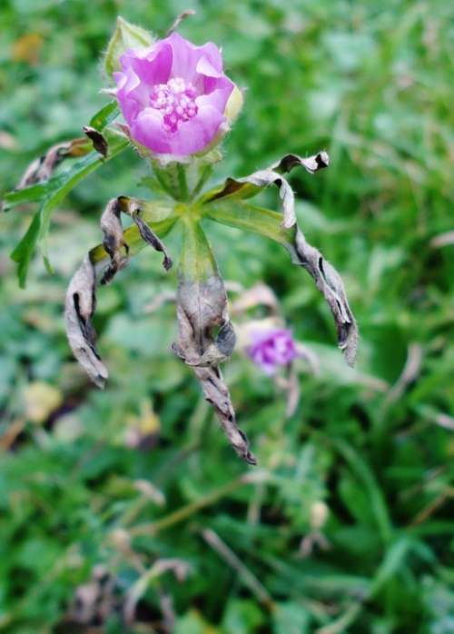 Flower Pink Damaged Nature Macro Green