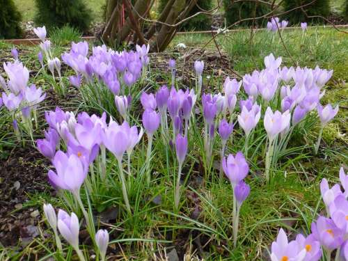 Flower Spring Purple Crocus Flowers