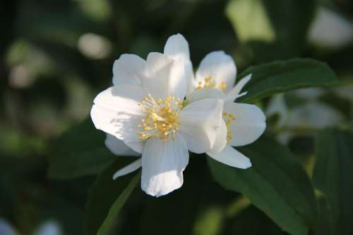 Blossom Bloom White Garden Plant