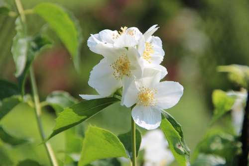 Blossom Bloom White Garden Plant