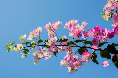 Blossom Bloom Flower Pink Close Up