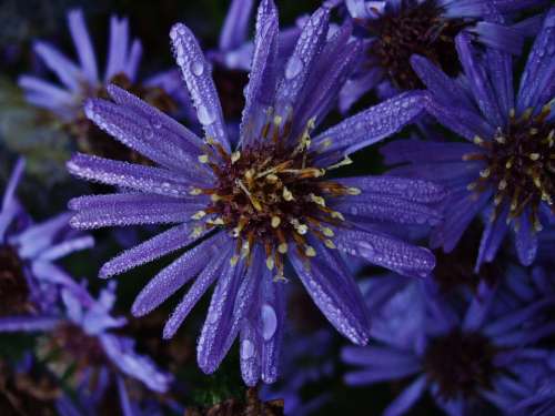 Flower Dew Raindrop Purple Flowers Summer Flowers