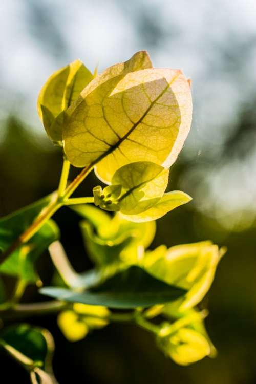 Blossom Bloom Flower Green Yellow Leaves