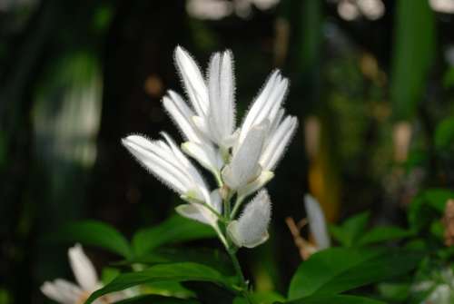 Flower Blossom Nature White Petal Garden