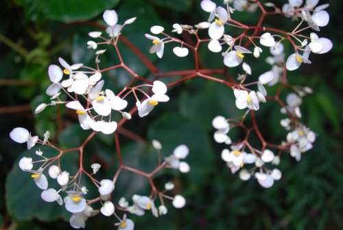 Flower Blossom Plant Nature Petal White Garden