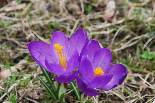 Flower Nature Flowers Bloom Blooms Spring Garden