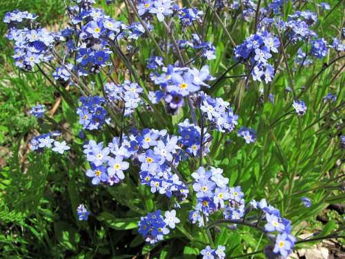 Flower Myosotis Small Blue Flowers Pet