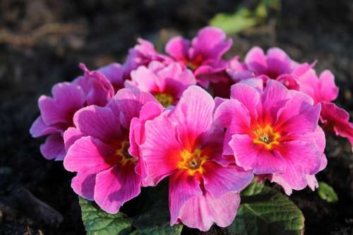 Flower Clematis Pink Plant Spring
