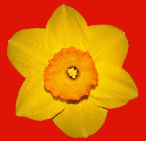 Flower Narcis Spring Yellow Easter Flower