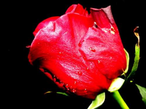 Flower Rose Rose Bloom Red
