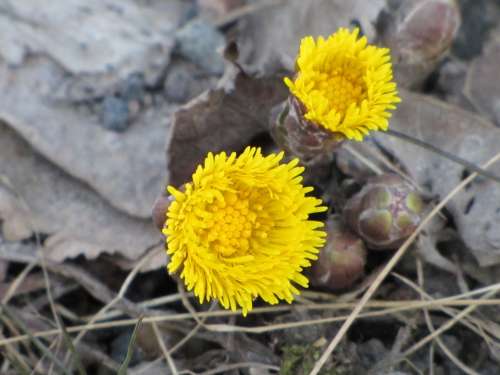 Flower Yellow Coltsfoot Spring Sign Of Spring